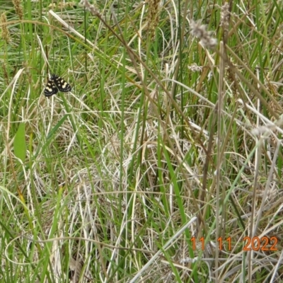 Phalaenoides tristifica (Willow-herb Day-moth) at Booth, ACT - 11 Nov 2022 by GirtsO