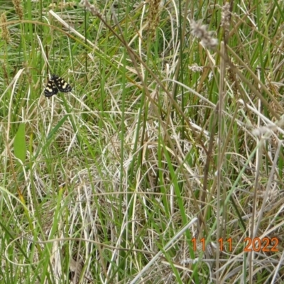 Phalaenoides tristifica at Namadgi National Park - 11 Nov 2022 by GirtsO