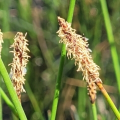 Eleocharis acuta (Common Spike-rush) at Dunlop Grasslands - 12 Nov 2022 by trevorpreston