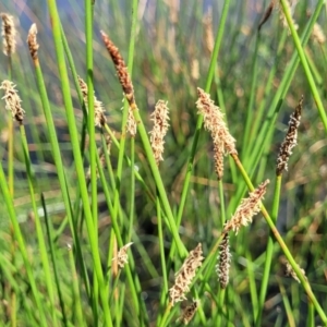 Eleocharis acuta at Fraser, ACT - 12 Nov 2022