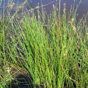 Eleocharis acuta at Fraser, ACT - 12 Nov 2022