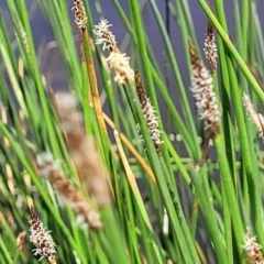 Eleocharis acuta at Fraser, ACT - 12 Nov 2022