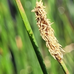 Eleocharis acuta at Fraser, ACT - 12 Nov 2022 02:44 PM