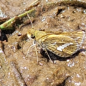 Taractrocera papyria at Fraser, ACT - 12 Nov 2022