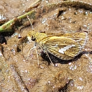 Taractrocera papyria at Fraser, ACT - 12 Nov 2022