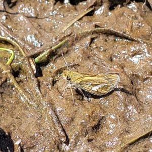 Taractrocera papyria at Fraser, ACT - 12 Nov 2022