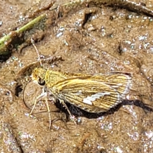 Taractrocera papyria at Fraser, ACT - 12 Nov 2022