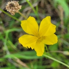 Goodenia pinnatifida (Scrambled Eggs) at Dunlop Grasslands - 12 Nov 2022 by trevorpreston