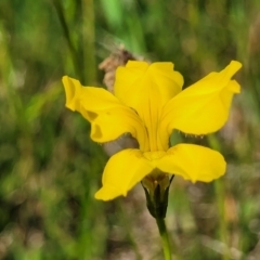 Goodenia pinnatifida at Fraser, ACT - 12 Nov 2022