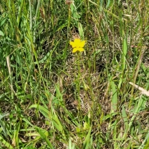 Goodenia pinnatifida at Fraser, ACT - 12 Nov 2022