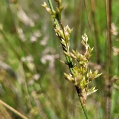 Juncus sarophorus (Broom Rush) at Fraser, ACT - 12 Nov 2022 by trevorpreston