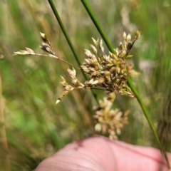 Juncus sarophorus at Fraser, ACT - 12 Nov 2022 02:37 PM