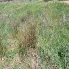 Juncus sarophorus at Fraser, ACT - 12 Nov 2022 02:37 PM