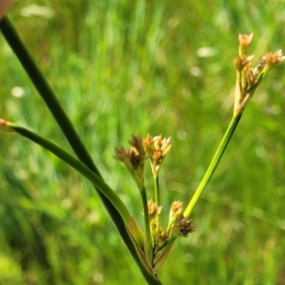 Juncus (genus) (A Rush) at Fraser, ACT - 12 Nov 2022 by trevorpreston