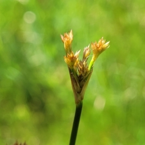 Juncus sp. at Fraser, ACT - 12 Nov 2022