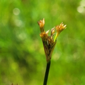 Juncus sp. at Fraser, ACT - 12 Nov 2022