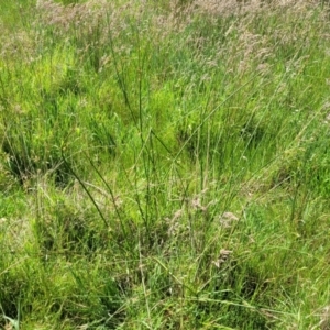 Juncus sp. at Fraser, ACT - 12 Nov 2022