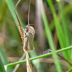 Unidentified Curved-horn moth (all Gelechioidea except Oecophoridae) at Dunlop, ACT - 12 Nov 2022 by trevorpreston