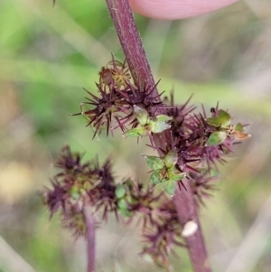 Acaena (genus) at Dunlop, ACT - 12 Nov 2022