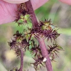 Acaena (genus) at Dunlop, ACT - 12 Nov 2022