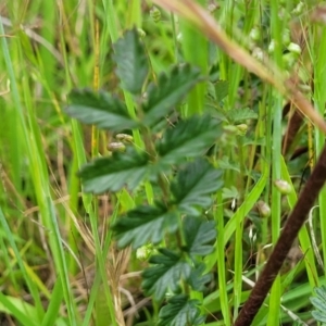 Acaena (genus) at Dunlop, ACT - 12 Nov 2022