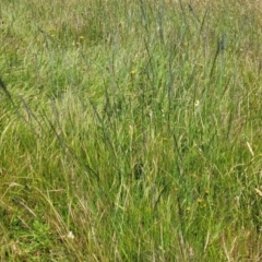 Eragrostis curvula at Dunlop, ACT - 12 Nov 2022