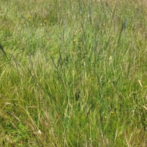 Eragrostis curvula at Dunlop, ACT - 12 Nov 2022