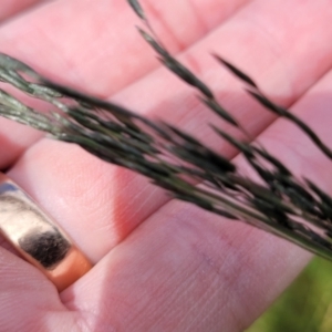 Eragrostis curvula at Dunlop, ACT - 12 Nov 2022