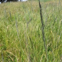 Eragrostis curvula at Dunlop, ACT - 12 Nov 2022 02:22 PM