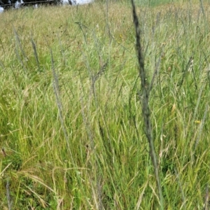 Eragrostis curvula at Dunlop, ACT - 12 Nov 2022