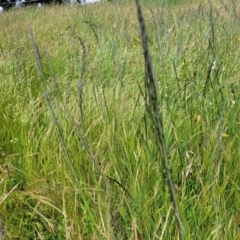 Eragrostis curvula at Dunlop, ACT - 12 Nov 2022