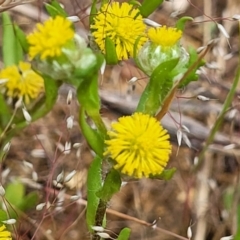 Triptilodiscus pygmaeus (Annual Daisy) at Dunlop, ACT - 12 Nov 2022 by trevorpreston