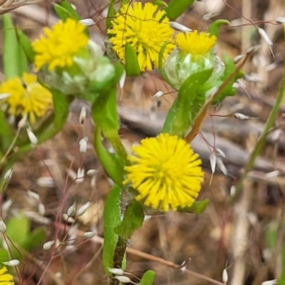 Triptilodiscus pygmaeus (Annual Daisy) at Dunlop Grasslands - 12 Nov 2022 by trevorpreston