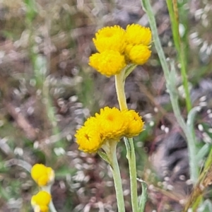 Chrysocephalum apiculatum at Dunlop, ACT - 12 Nov 2022