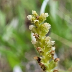 Microtis unifolia (Common Onion Orchid) at Dunlop Grasslands - 12 Nov 2022 by trevorpreston