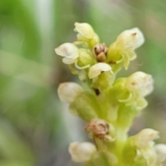 Microtis unifolia at Dunlop, ACT - 12 Nov 2022