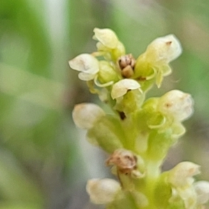 Microtis unifolia at Dunlop, ACT - suppressed