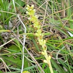 Microtis unifolia at Dunlop, ACT - suppressed