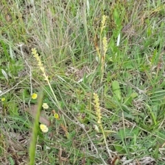 Microtis unifolia at Dunlop, ACT - suppressed