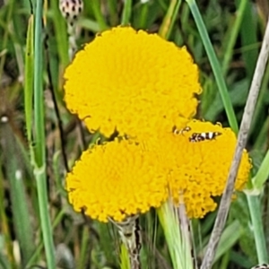 Leptorhynchos squamatus subsp. squamatus at Dunlop, ACT - 12 Nov 2022