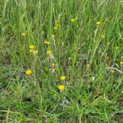 Leptorhynchos squamatus subsp. squamatus at Dunlop, ACT - 12 Nov 2022