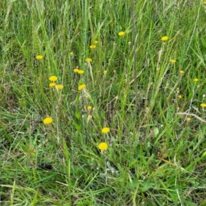 Leptorhynchos squamatus subsp. squamatus at Dunlop, ACT - 12 Nov 2022