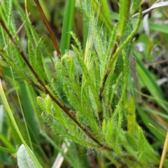 Leptorhynchos squamatus subsp. squamatus at Dunlop, ACT - 12 Nov 2022 02:15 PM