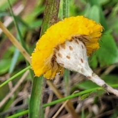 Leptorhynchos squamatus subsp. squamatus at Dunlop, ACT - 12 Nov 2022