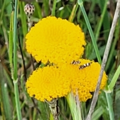 Leptorhynchos squamatus subsp. squamatus at Dunlop, ACT - 12 Nov 2022 02:15 PM