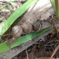 Cornu aspersum (Common Garden Snail) at Karabar, NSW - 12 Nov 2022 by LyndalT