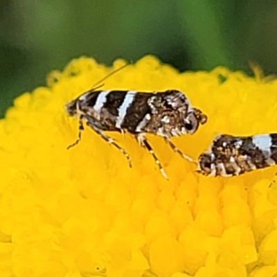 Glyphipterix (genus) (A sedge moth) at Dunlop Grasslands - 12 Nov 2022 by trevorpreston