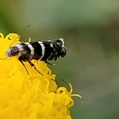 Glyphipterix (genus) at Dunlop, ACT - 12 Nov 2022