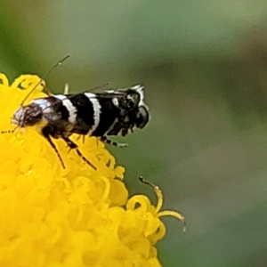 Glyphipterix (genus) at Dunlop, ACT - 12 Nov 2022