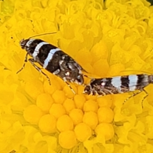 Glyphipterix (genus) at Dunlop, ACT - 12 Nov 2022